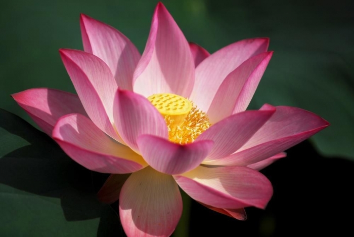 Fleur de Lotus sacré – calmante et apaisante